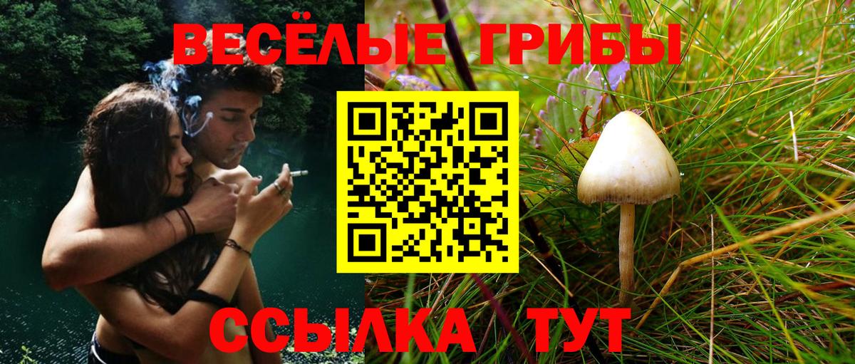 Галлюциногенные грибы Psilocybine cubensis Реж
